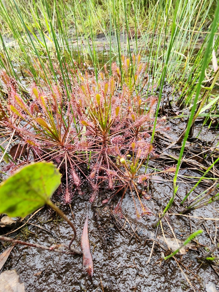 Drosera intermedia