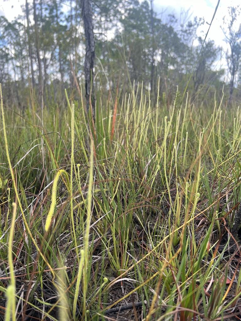 Drosera tracyi