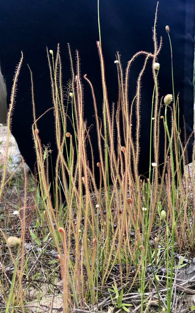 Drosera x arenaria