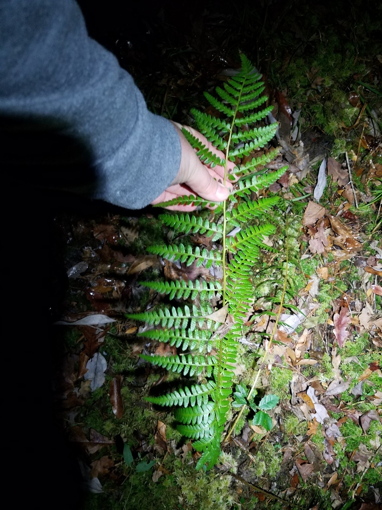 Dryopteris ludoviciana
