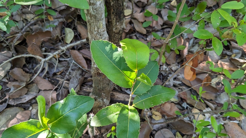 Drypetes diversifolia
