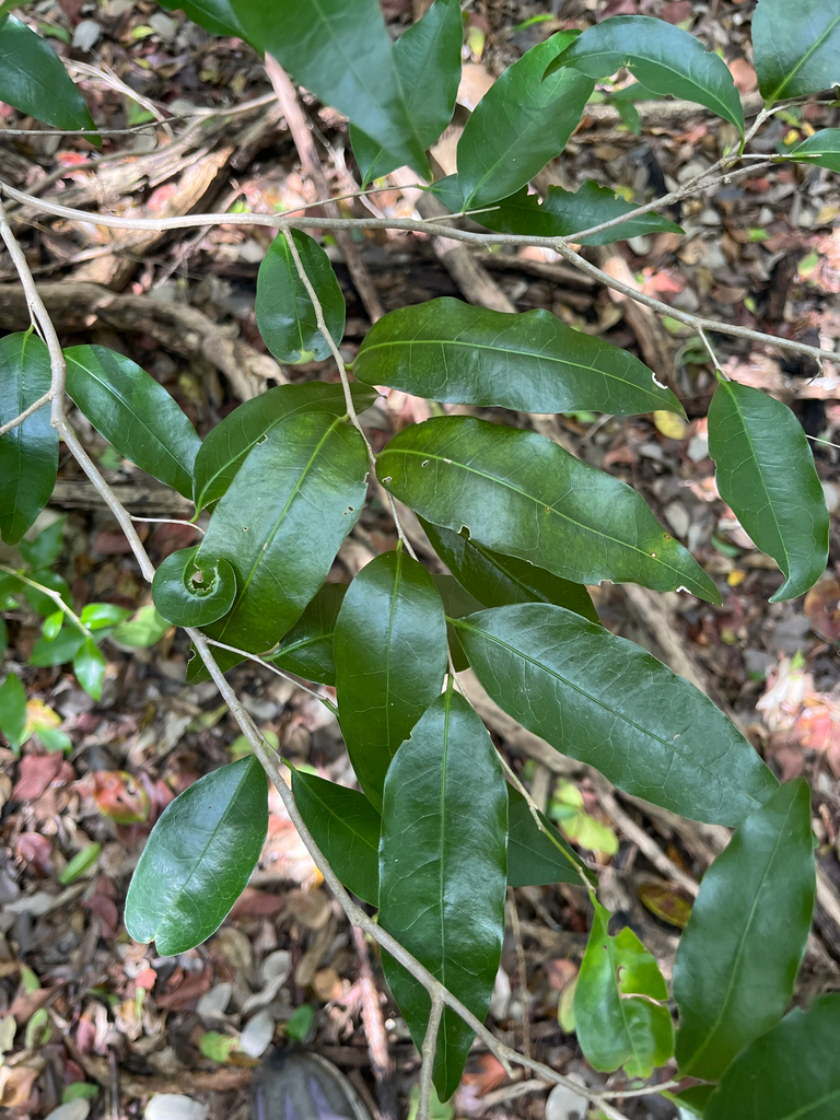 Drypetes lateriflora