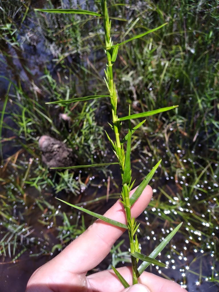 Dulichium arundinaceum