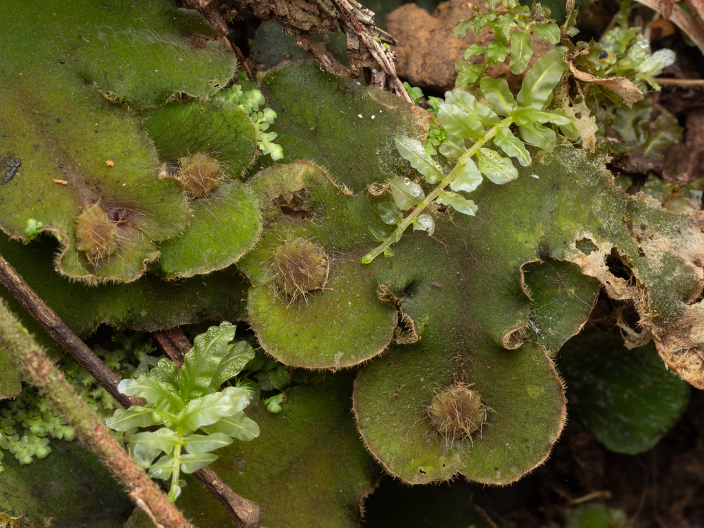 Dumortiera hirsuta subsp. hirsuta
