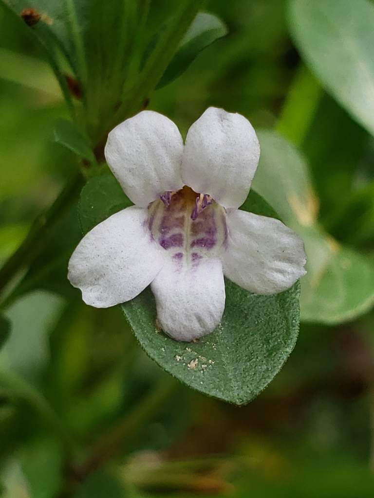 Dyschoriste humistrata
