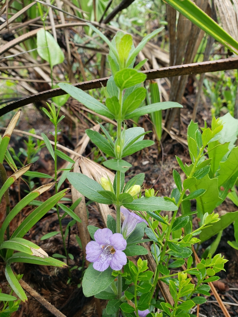 Dyschoriste oblongifolia