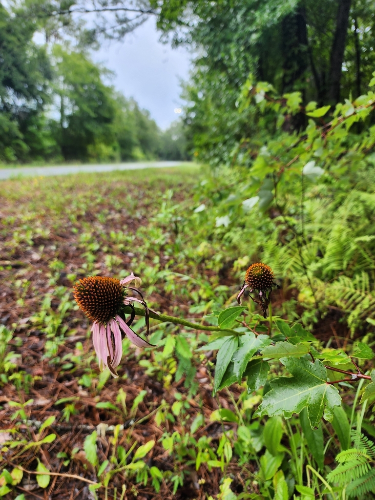 Echinacea purpurea