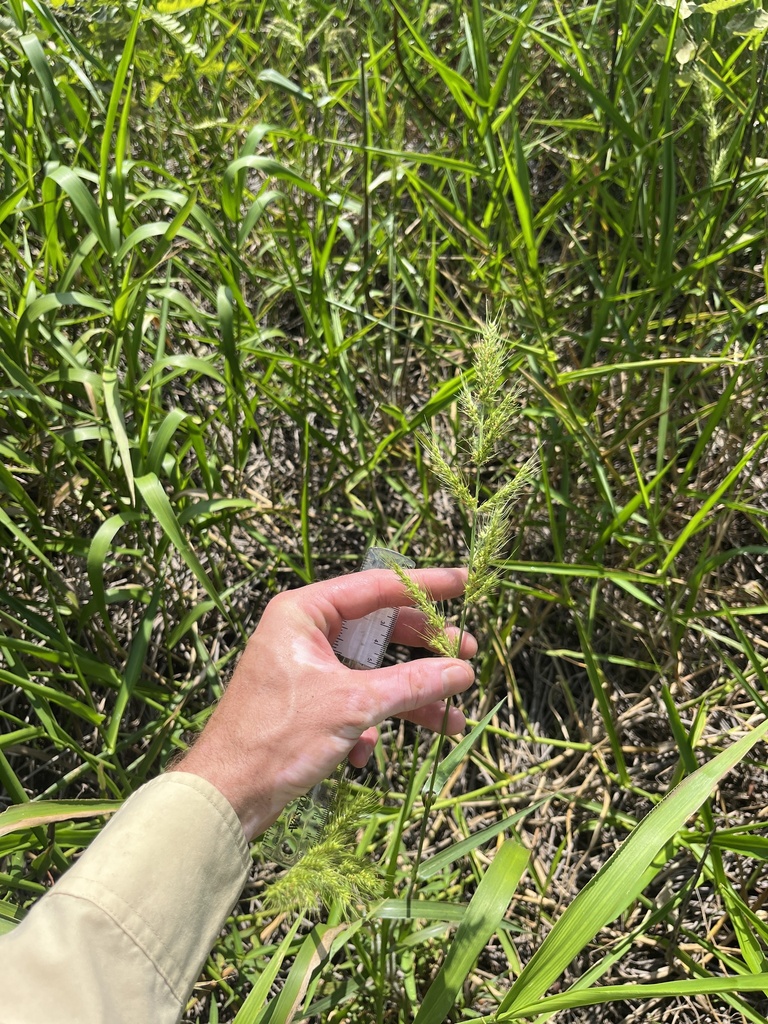 Echinochloa walteri