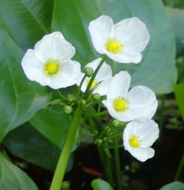 Echinodorus cordifolius