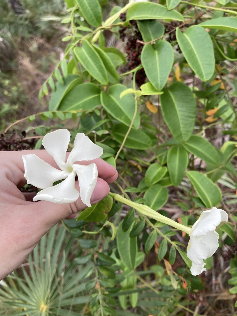 Echites umbellatus