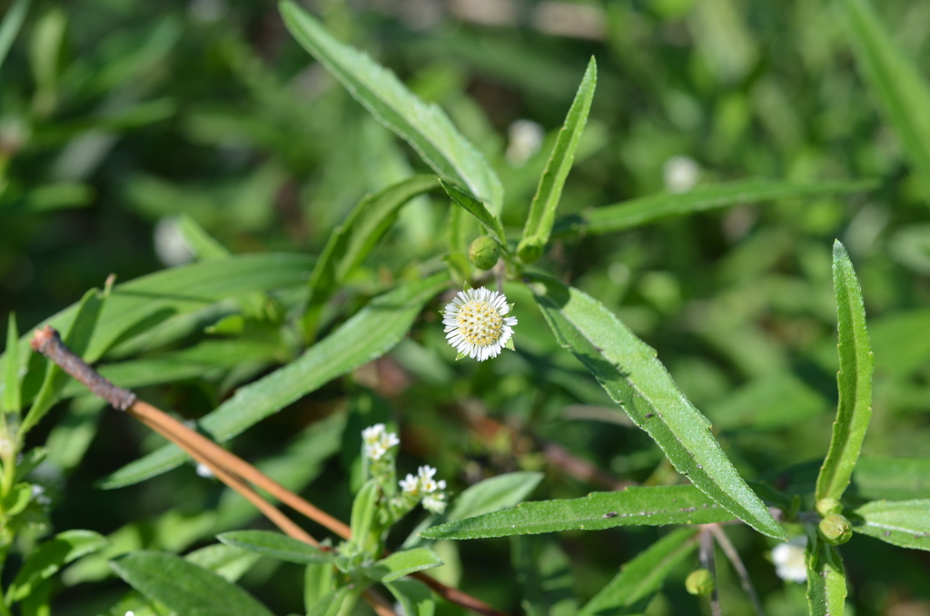 Eclipta prostrata