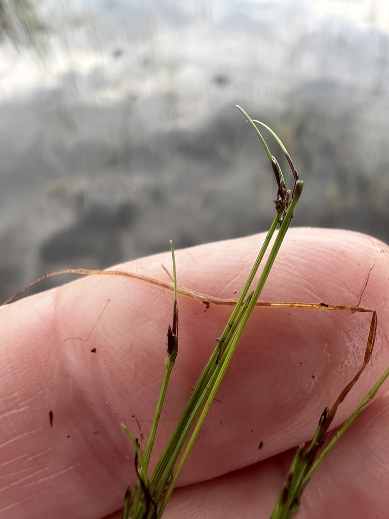 Eleocharis acicularis