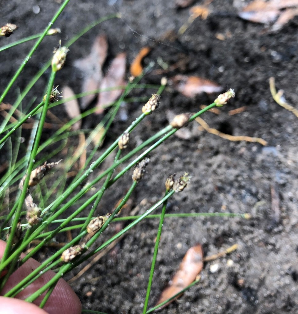 Eleocharis albida