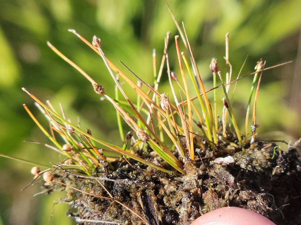 Eleocharis atropurpurea