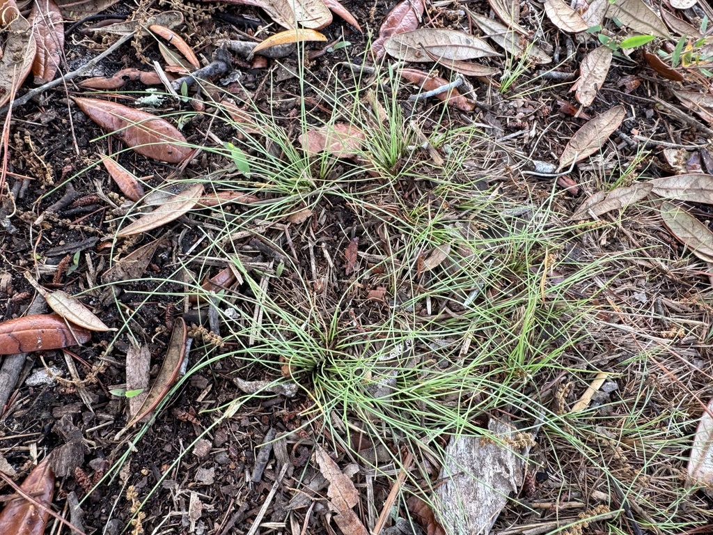 Eleocharis baldwinii