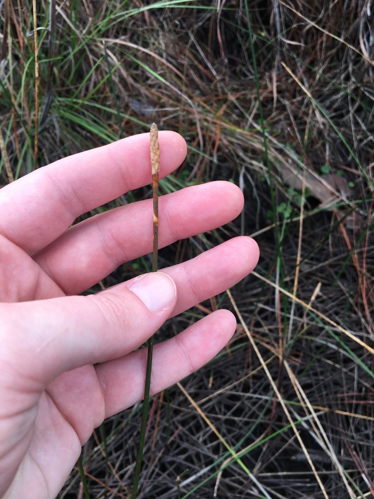 Eleocharis cellulosa
