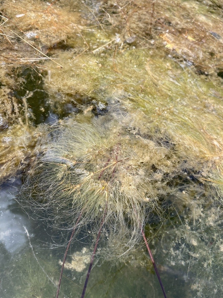 Eleocharis confervoides