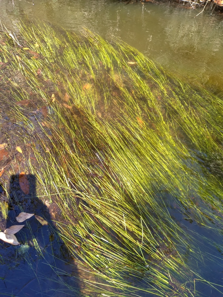 Eleocharis elongata