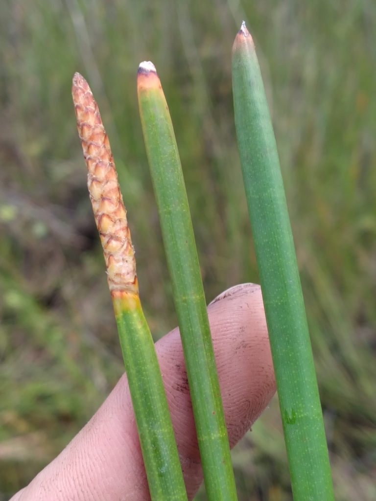 Eleocharis equisetoides
