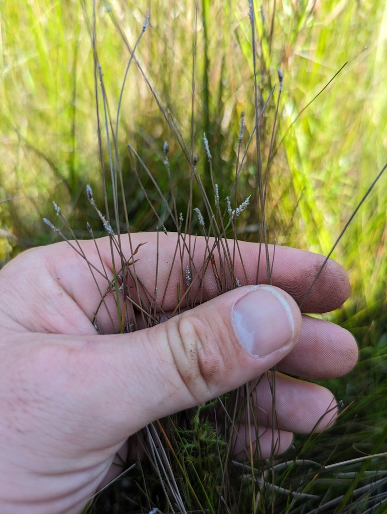 Eleocharis fallax