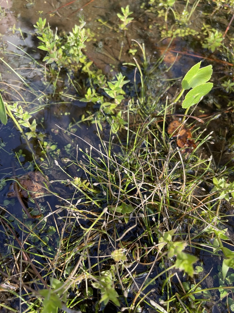 Eleocharis flavescens