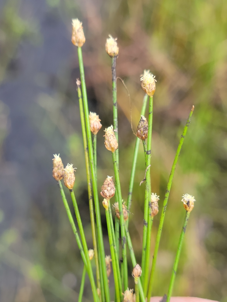 Eleocharis geniculata