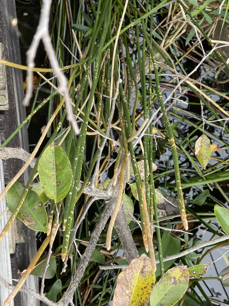 Eleocharis interstincta