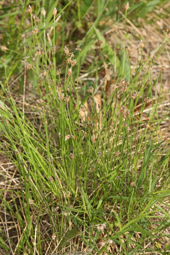 Eleocharis melanocarpa