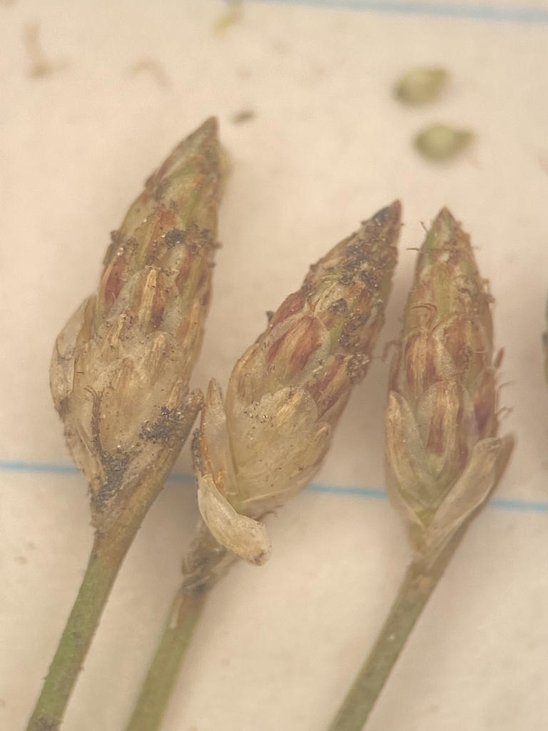 Eleocharis microcarpa