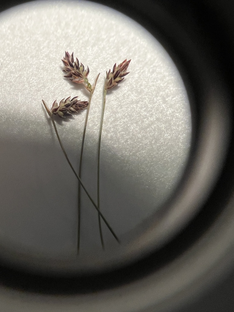 Eleocharis minima