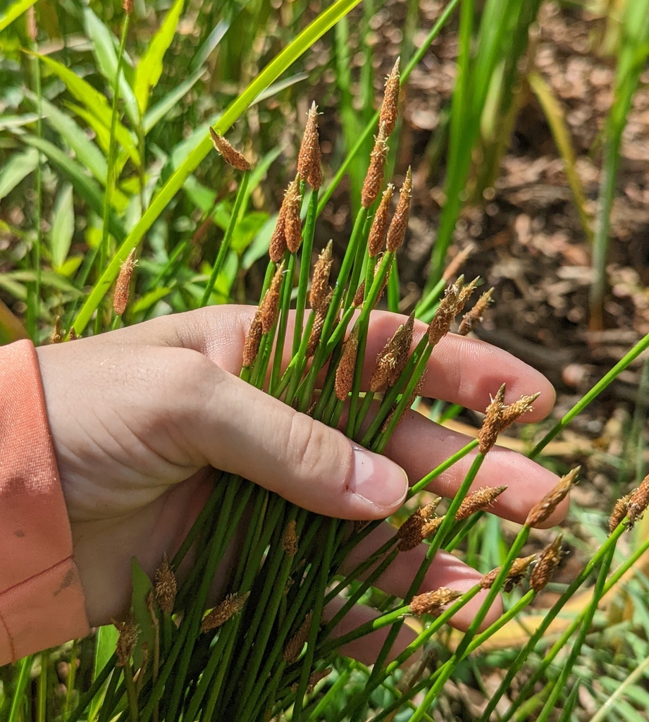 Eleocharis montana