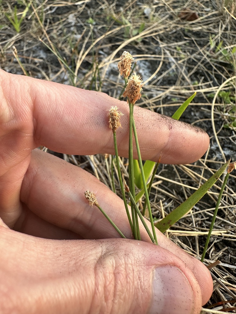 Eleocharis montevidensis