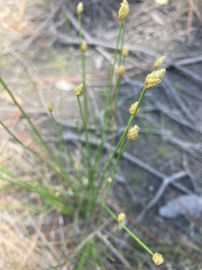 Eleocharis obtusa
