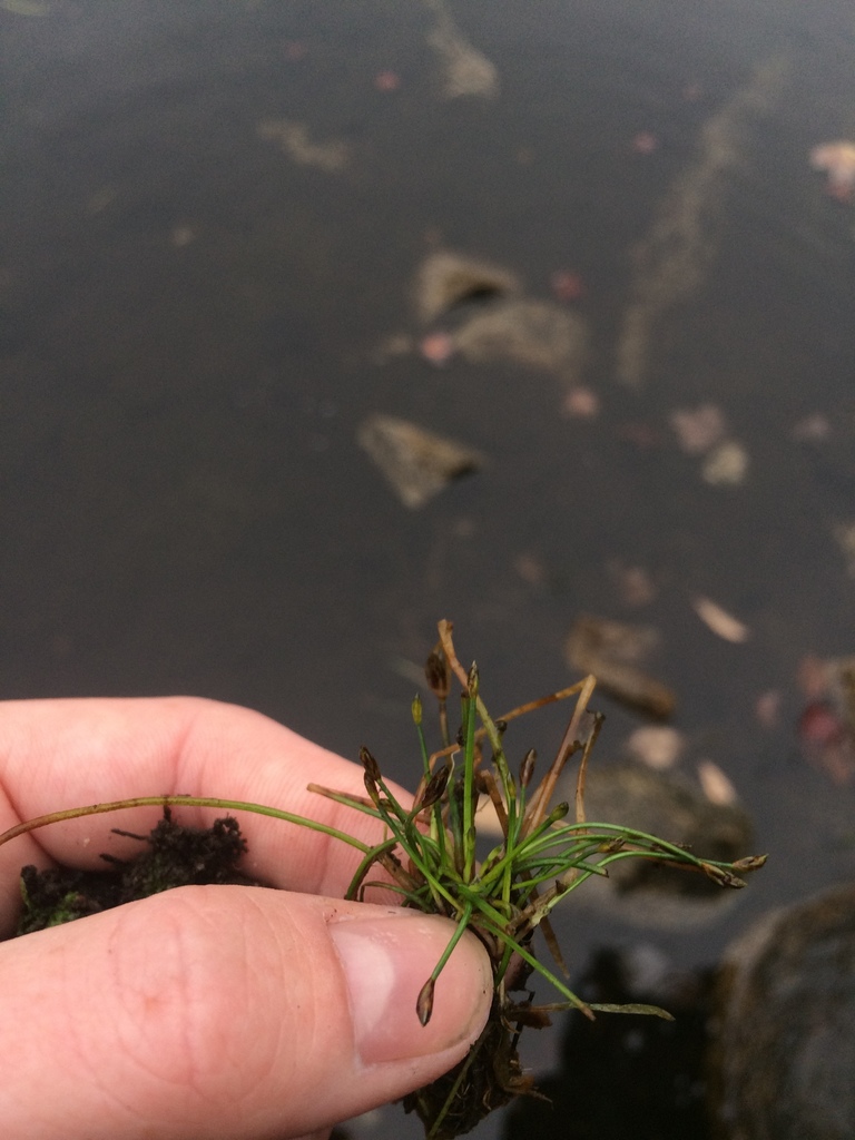 Eleocharis olivacea