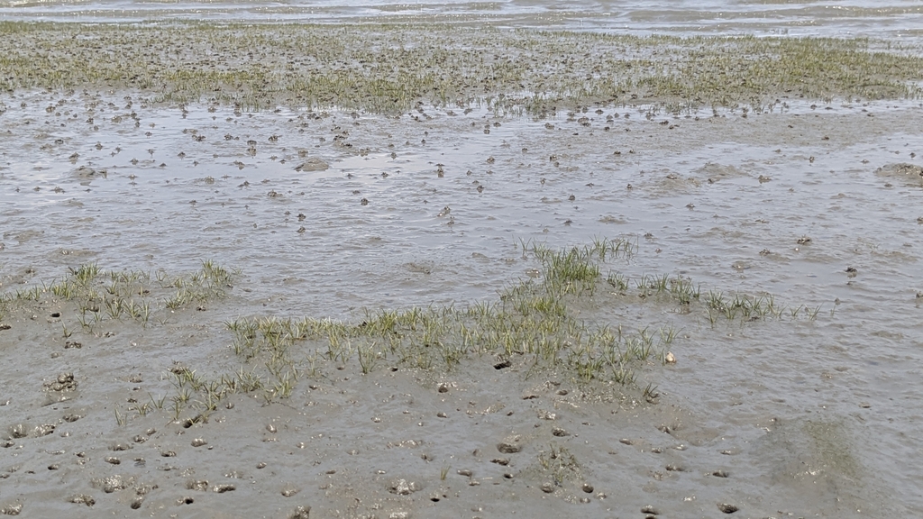 Eleocharis parvula
