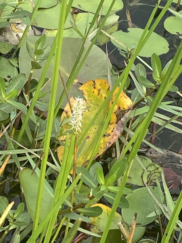 Eleocharis quadrangulata