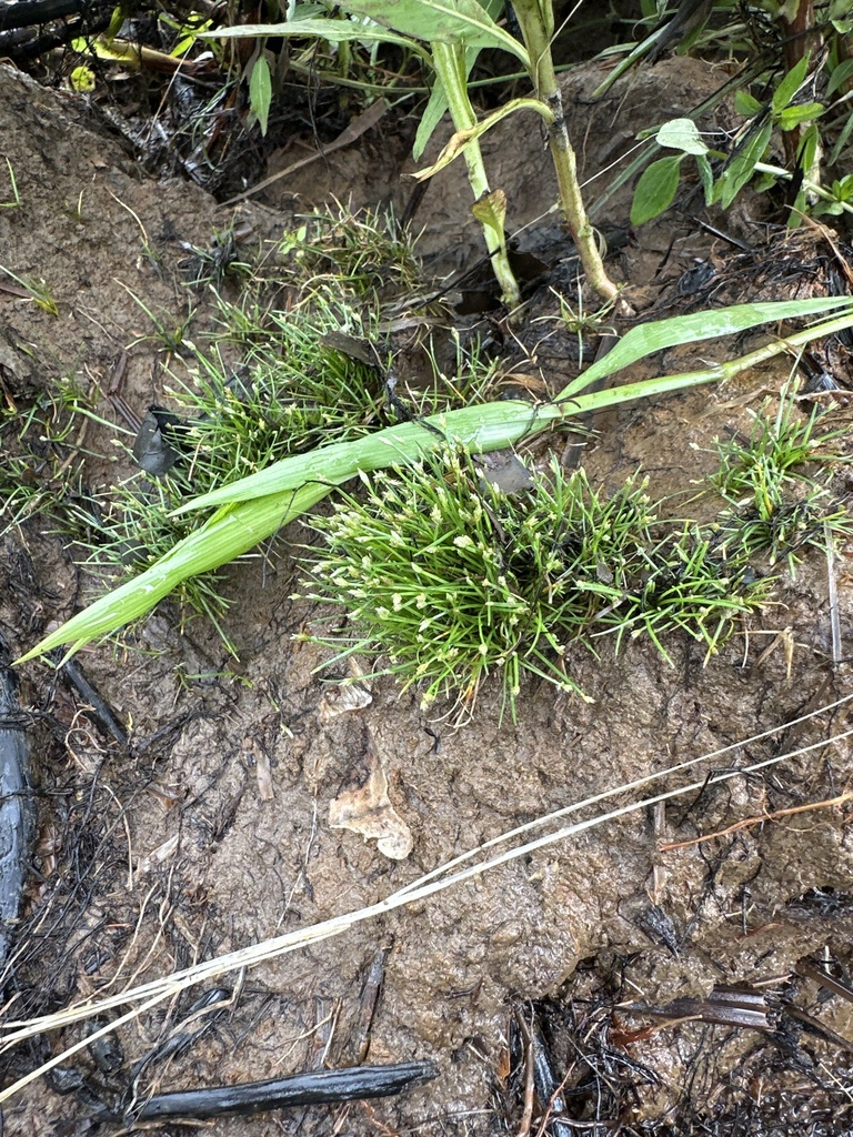 Eleocharis radicans