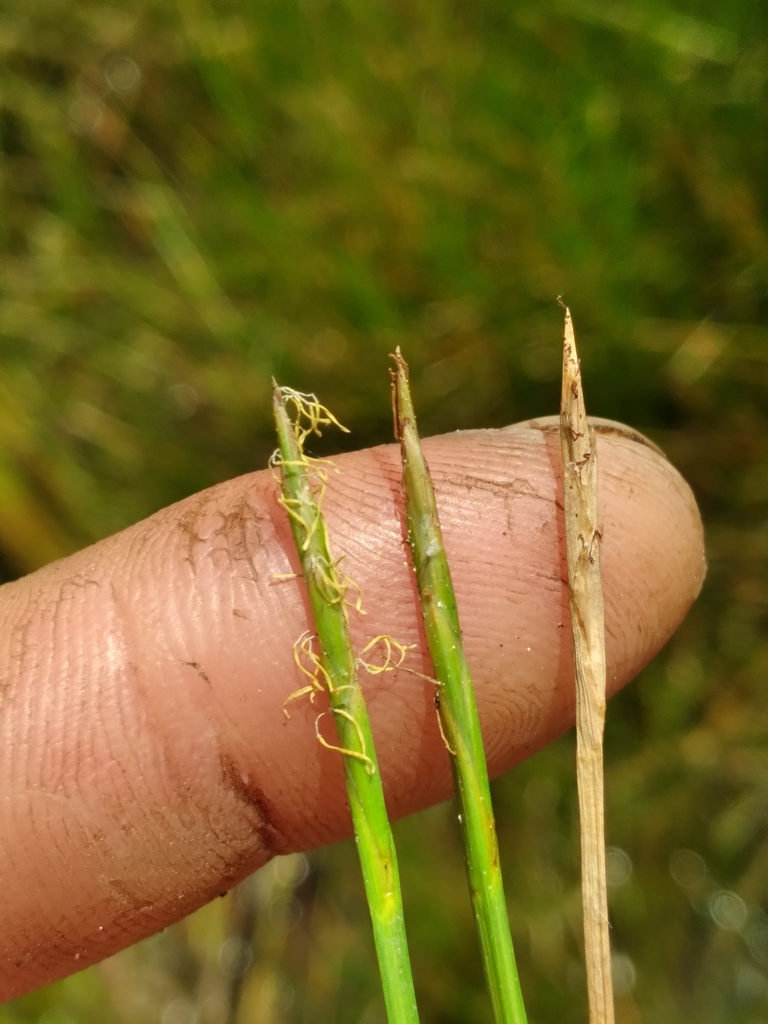 Eleocharis robbinsii