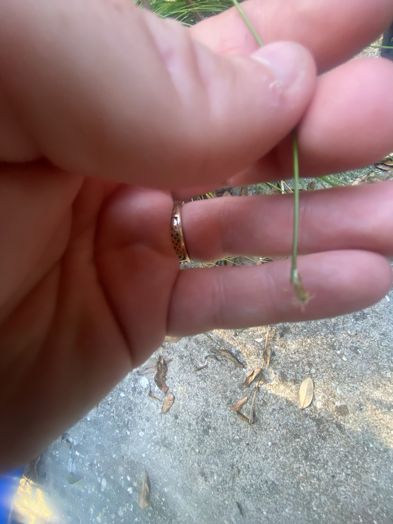 Eleocharis rostellata