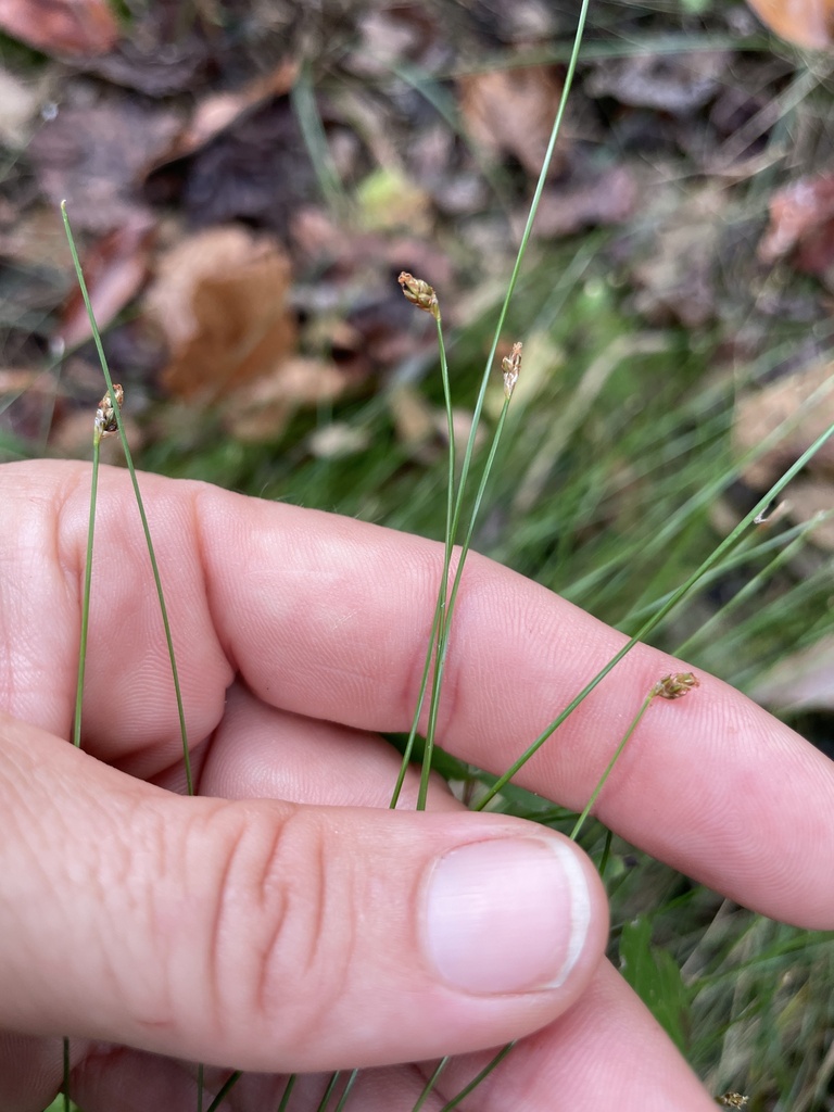 Eleocharis tortilis
