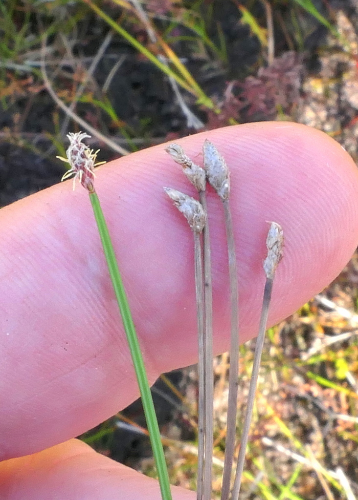 Eleocharis tricostata