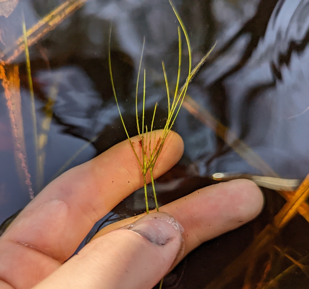Eleocharis vivipara