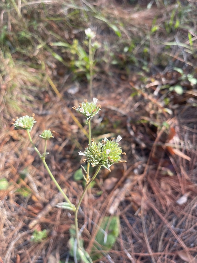 Elephantopus elatus