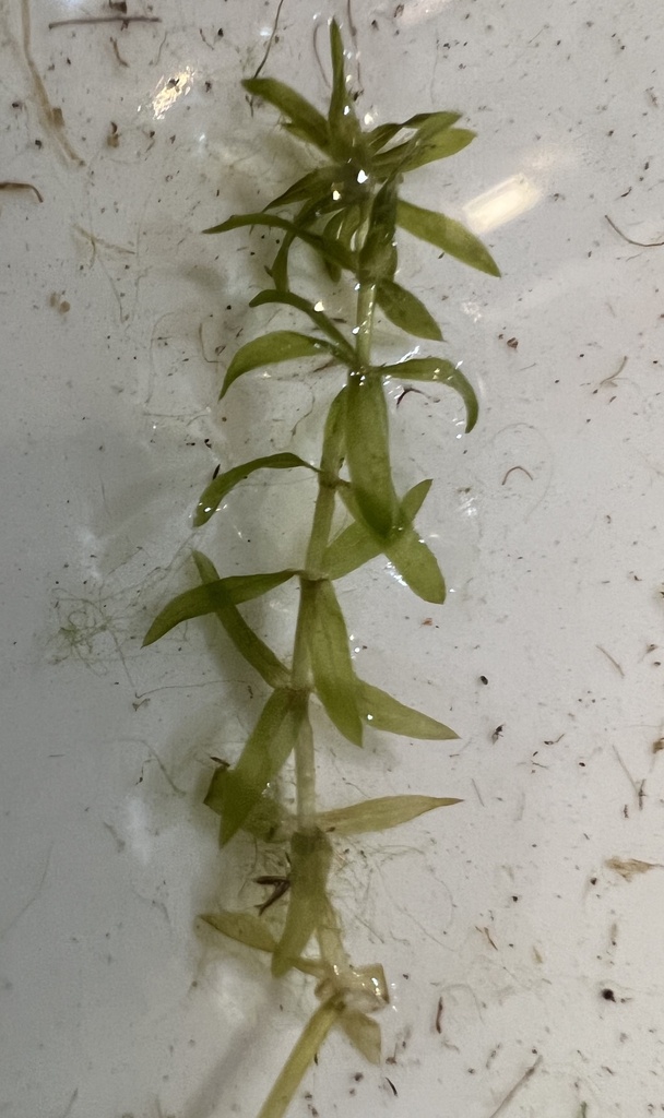 Elodea canadensis