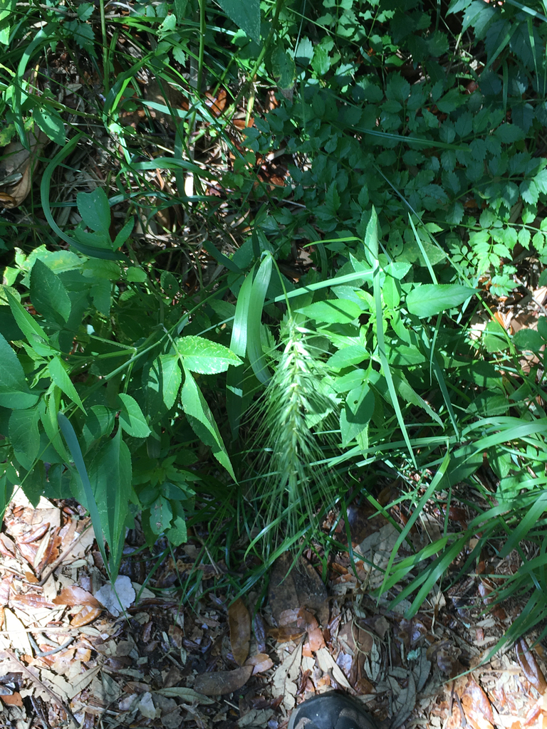 Elymus virginicus