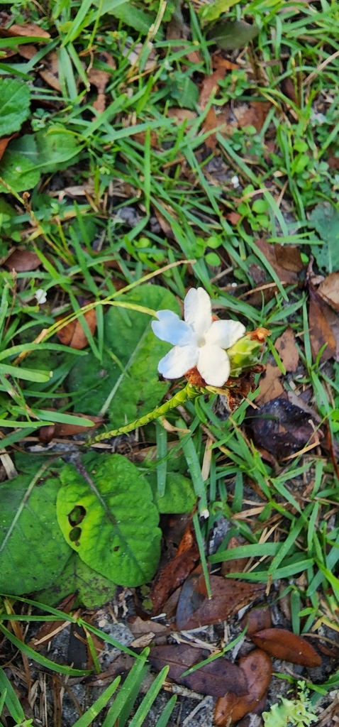Elytraria caroliniensis