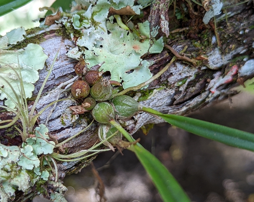 Encyclia tampensis