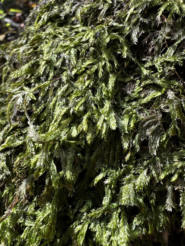 Entodon cladorrhizans