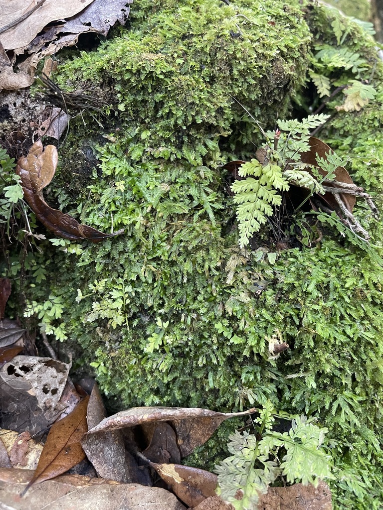 Entodon macropodus