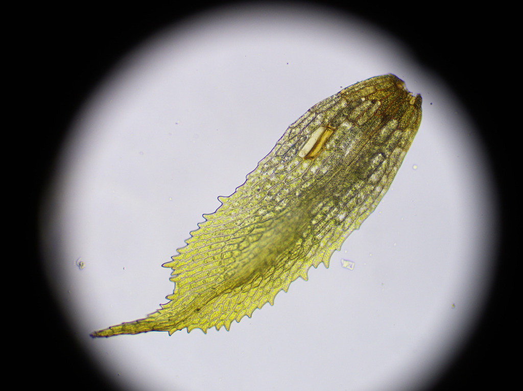 Ephemerum cohaerens